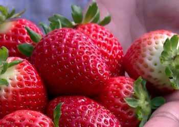 Como cultivar morango?