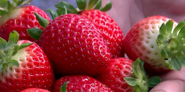 Como cultivar morango?
